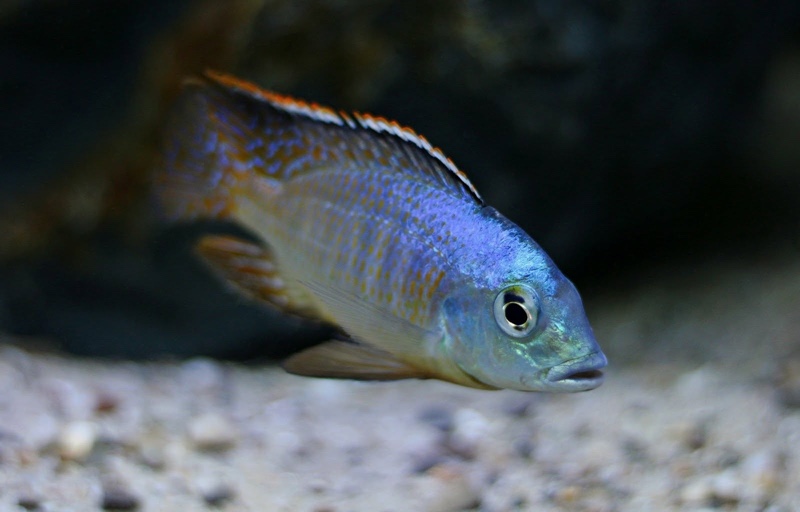 Otopharynx sp. 'spots' Sani